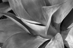 Agave Nova BW