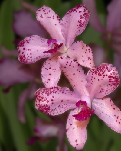 Amethystoglossa
