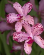Amethystoglossa