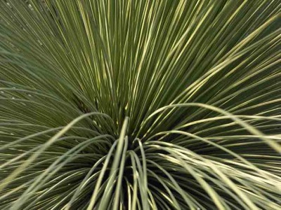 Cacti 003