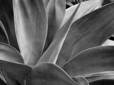 Cacti 005 BW