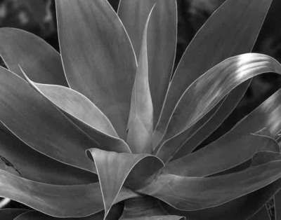 Cacti 007 BW