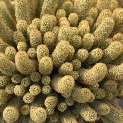 Cacti 22