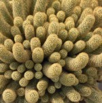 Cacti 22
