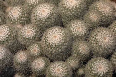 Cacti 28
