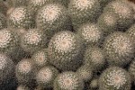 Cacti 28