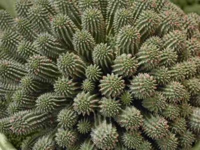 Cacti 34
