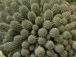 Cacti 34