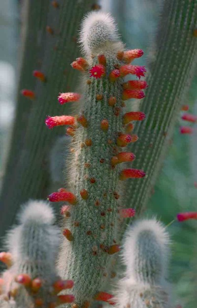 Catcus 7