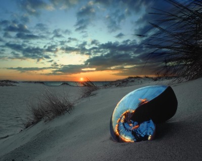 Chrome Nautilus 1