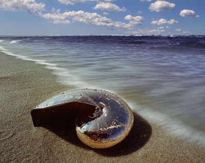 Chrome Nautilus 4