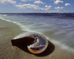 Chrome Nautilus 4