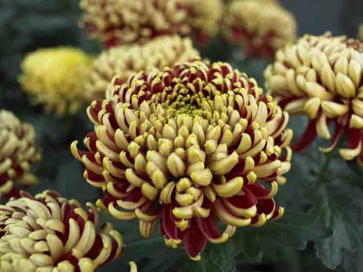 Mum 002