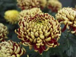 Mum 002