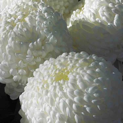 Chrysanthemum 033