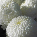 Chrysanthemum 033