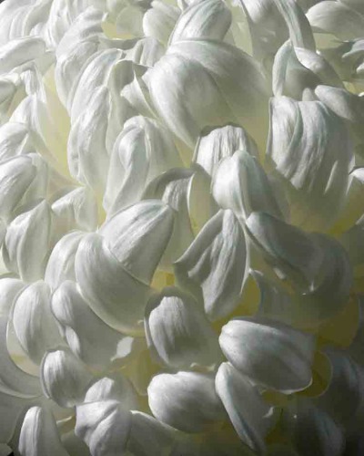 Chrysanthemum 052