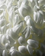 Chrysanthemum 052