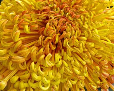 Curlicue