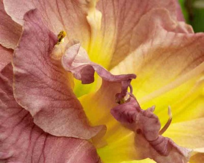 Day Lilies 077