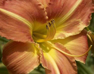 Day Lilly Farm 004