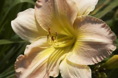 Day Lilly Farm 005