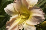 Day Lilly Farm 005