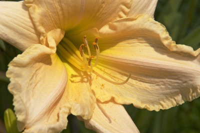 Day Lilly Farm 015