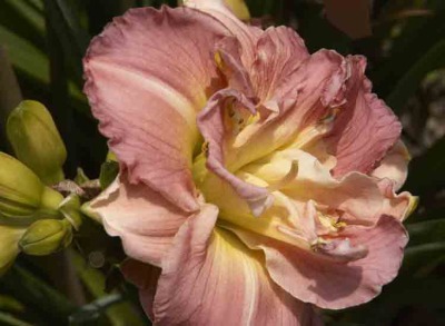 Day Lilly Farm 021