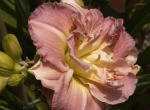 Day Lilly Farm 021