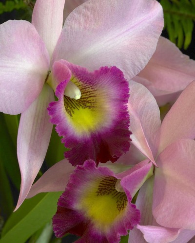Flamboyant