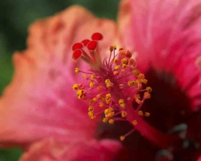 Hibiscus 004