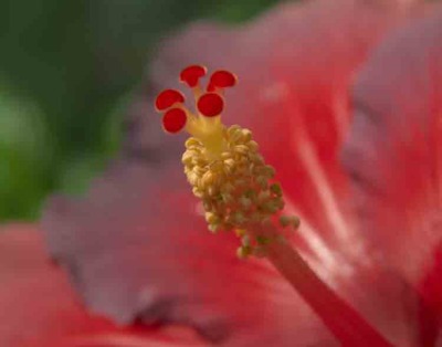 Hibiscus 006