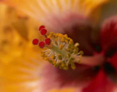 Yellow Hibiscus