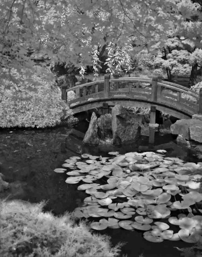 Hillwood Lily Pond