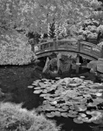 Hillwood Lily Pond