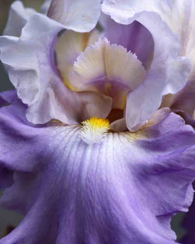 Blue Iris