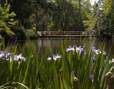Iris Pond