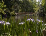 Iris Pond