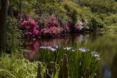 Charleston Iris