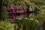Charleston Iris