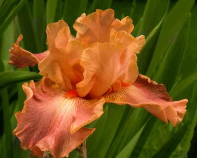 Salmon Iris