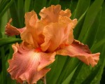 Salmon Iris