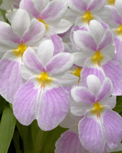 Vexillaria