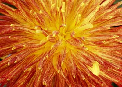 Orange Blast
