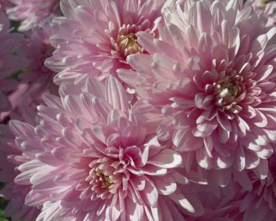 Pink Mums