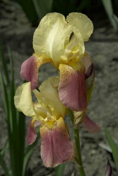 Presby Iris
