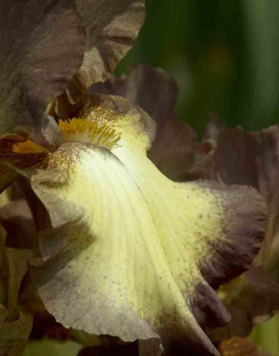 Chocolate Iris