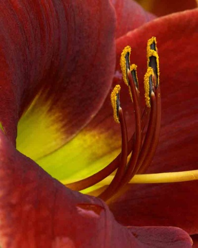 Red Lust