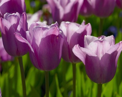 Purple Tulips 1